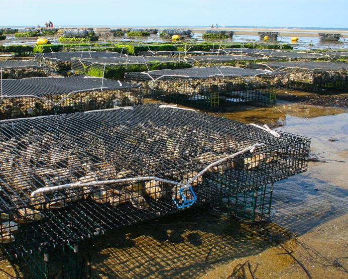 海滩上的牡蛎养殖场，有许多装满牡蛎的大型金属笼子